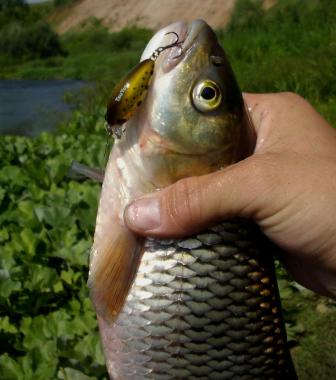 TsuYoki SWING XC 36F Голавль TsuYoki SWING XC 36F Голавль