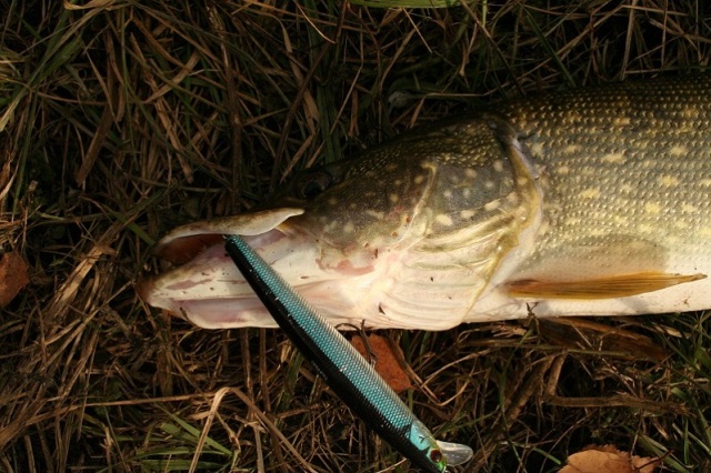 TsuYoki HARD 130SP Щука2.jpg TsuYoki HARD 130SP Щука2.jpg