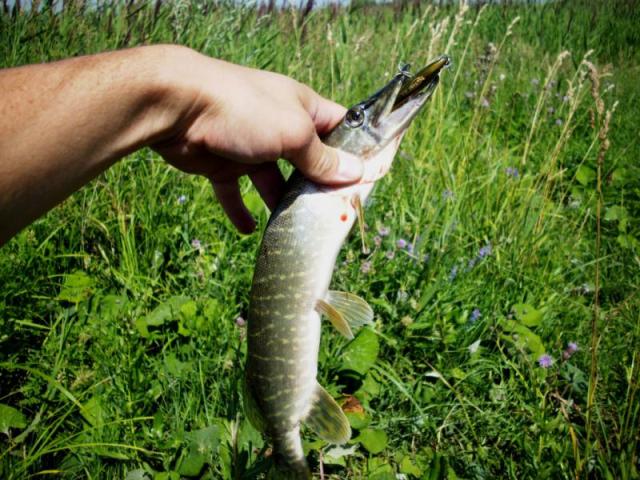 GADDER 70F GADDER 70F